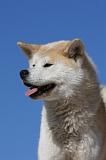 AKITA INU 301